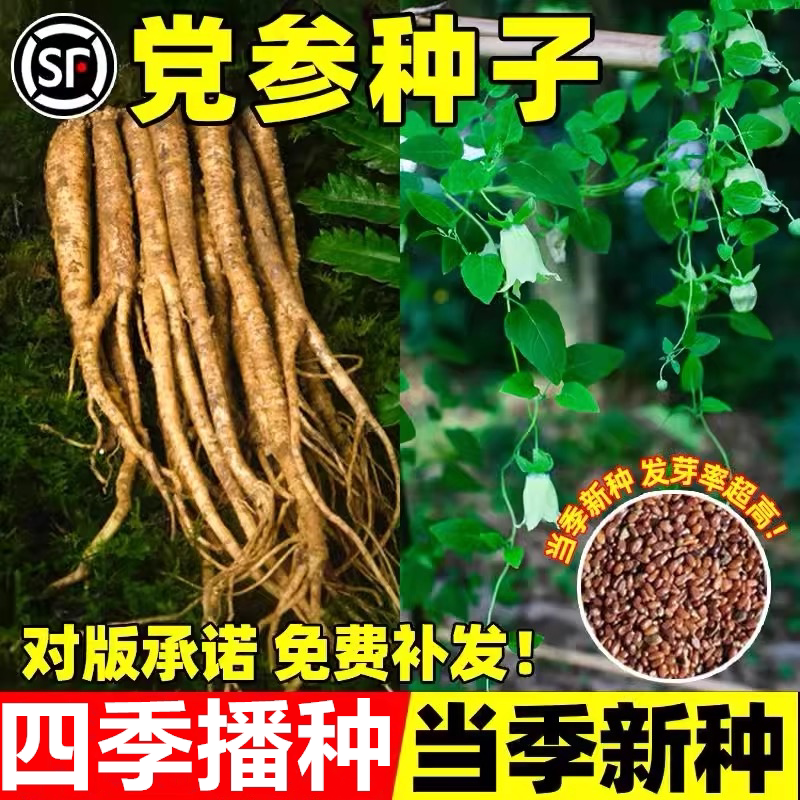 党参种子正品特级新鲜野生党参种籽四季高产甘肃岷县优质中药材籽图片