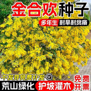 金合欢种子合欢树种孑护边园林绿化鸭皂树庭院耐寒合欢花灌木种籽