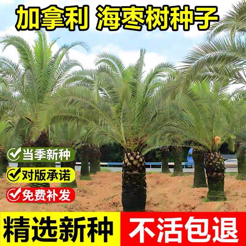 当年新采加拿利海枣种子枣椰子波斯枣番枣伊拉克枣绿化观赏树种籽