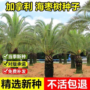 当年新采加拿利海枣种子枣椰子波斯枣番枣伊拉克枣绿化观赏树种籽
