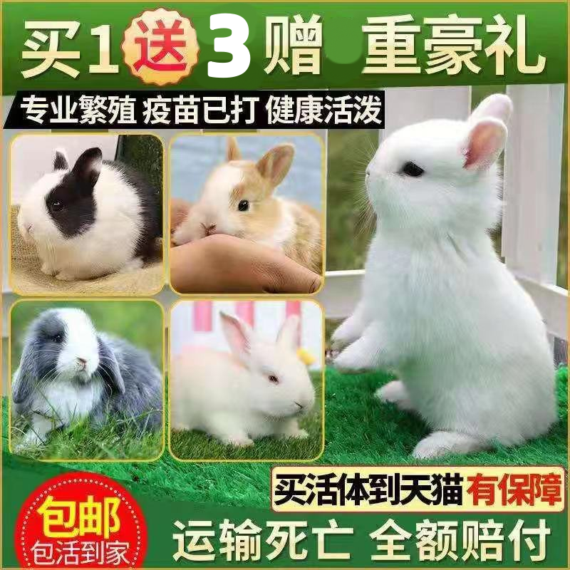 兔子活物迷你侏儒鳳眼海棠小型茶杯兔長不大的兒童寵物垂耳兔活體