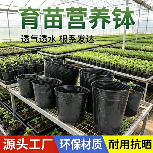 【销量榜单】育苗专用杯