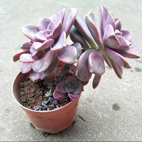 家庭花卉盆栽价格 家庭花卉盆栽图片 星期三