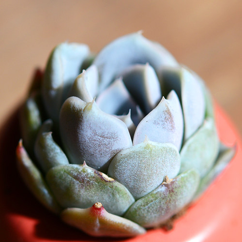 雪兔多肉价格 雪兔多肉图片 星期三