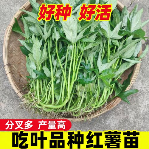 广西食用型红薯叶苗现割发货
