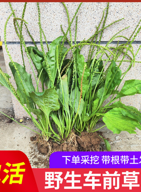 广西车前草苗 平车前蛤蟆衣 新鲜现挖种植中草药盆景盆栽野菜包邮