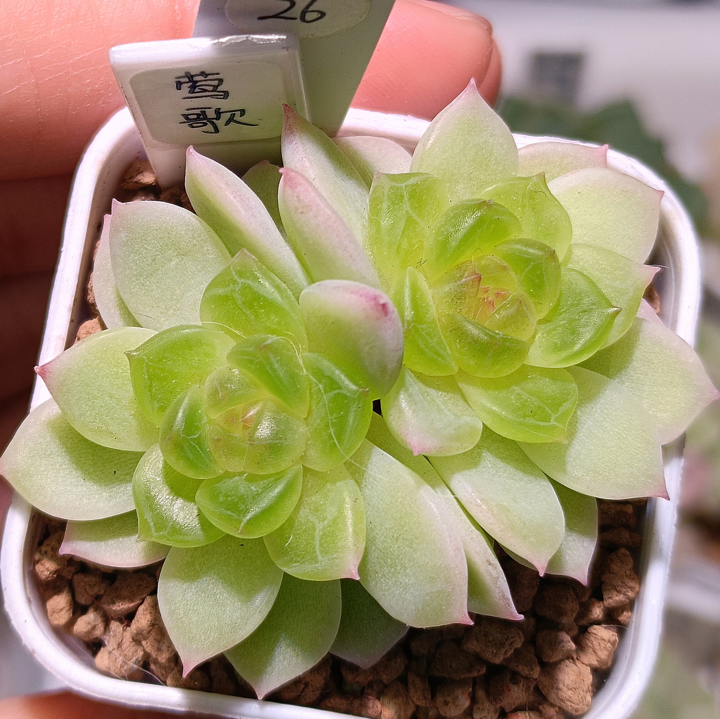 【直播】  莺歌珍妮，4cm盆/26