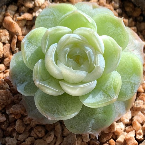 多肉冰茉莉一物一拍叶插苗种苗来源小橙子多肉保证品种