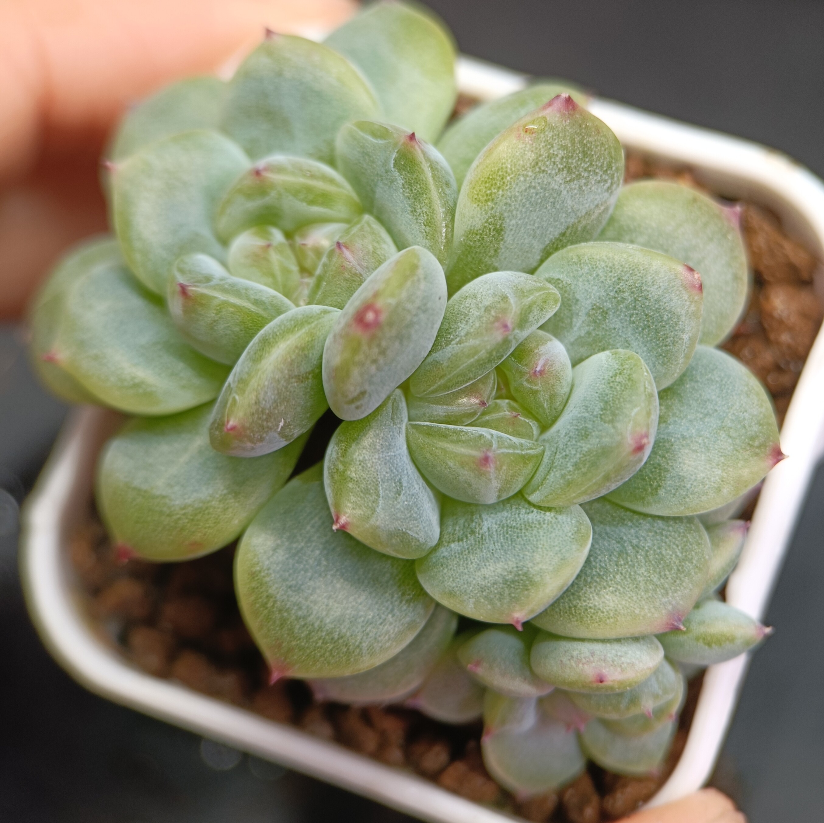 【直播】遥遥领先 ，3头群 ，多肉植物