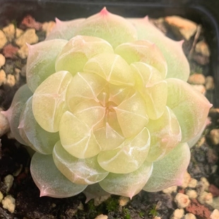 多肉泼天财富密码一物一拍叶插苗品种来源蜗牛大叔家保证品种