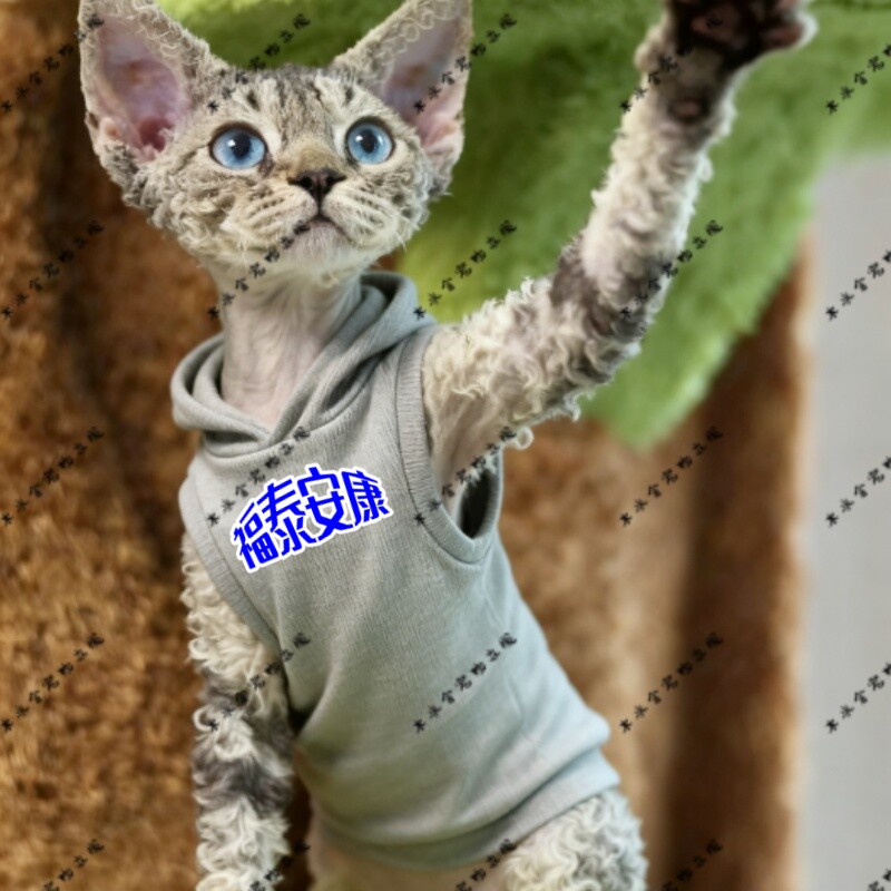 福泰安康两脚衣猫咪萌宠猫衣服宠物装红色圆领灰色黑色连帽卫衣