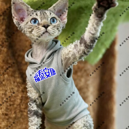 福泰安康两脚衣猫咪萌宠猫衣服宠物装红色圆领灰色黑色连帽卫衣