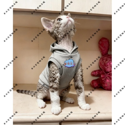 富得流油新款德文猫连帽卫衣宠物衣服萌宠秋季