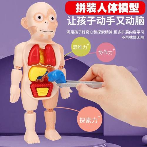 幼儿科学教育人体结构模型