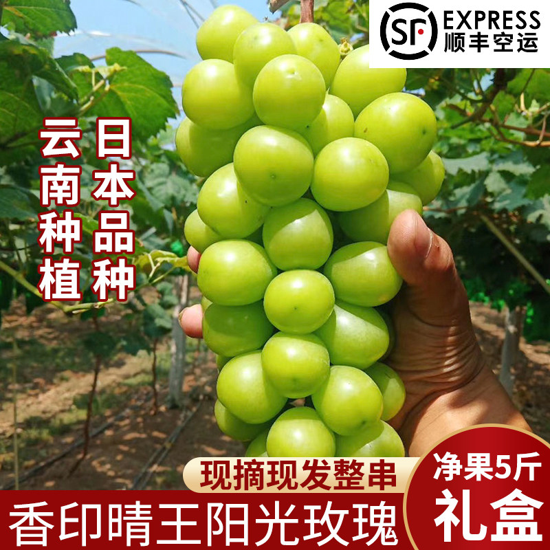 顺丰当天发特级云南阳光