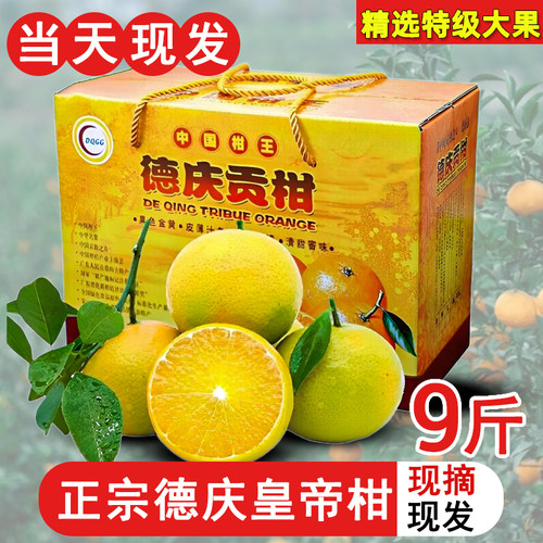 正宗德庆皇帝柑新鲜10斤肇庆广东新鲜水果现摘贡柑礼盒 非橘子5斤