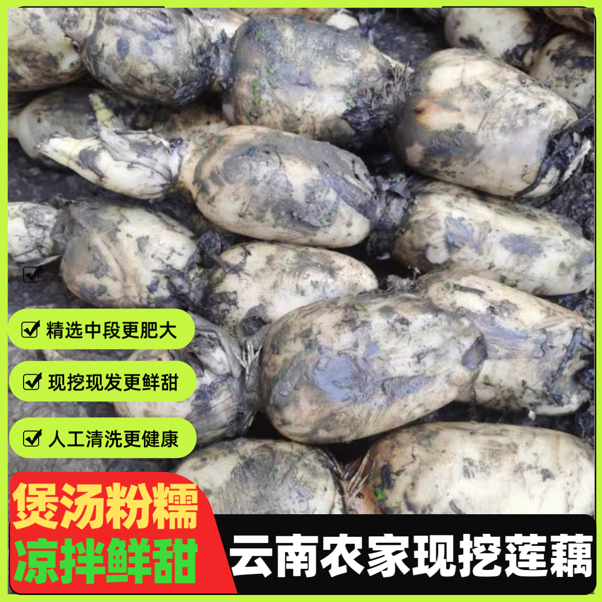 云南农家现挖新鲜莲藕带泥嫩脆甜粉糯生吃煲汤炖菜火锅食材面莲藕