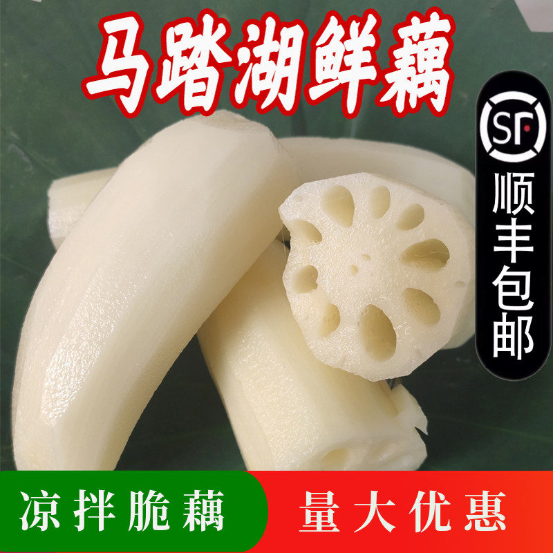 马踏湖莲藕白莲藕鲜藕脆藕凉拌藕生吃藕尖莲菜水果藕嫩藕新鲜现挖