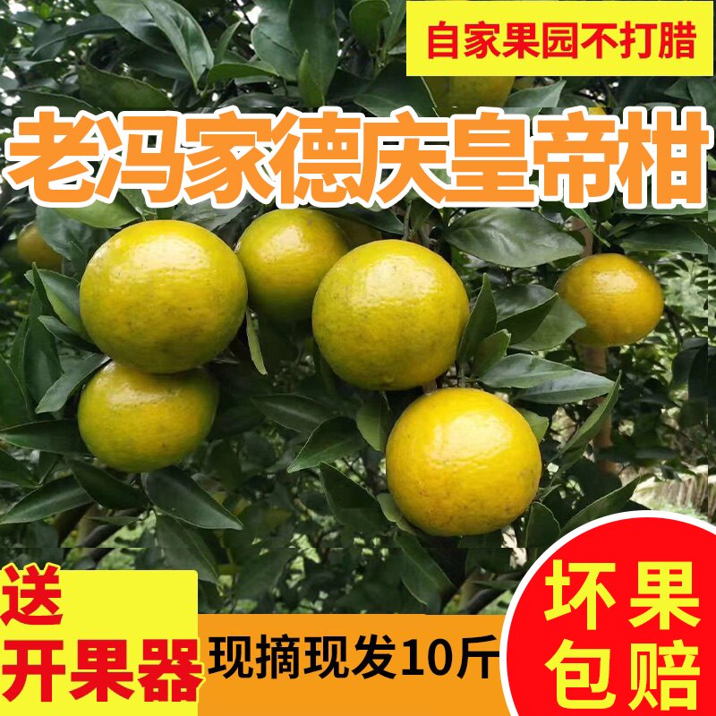 正宗德庆皇帝贡柑应季现摘现发10斤老树精选大果礼盒薄皮橘桔子