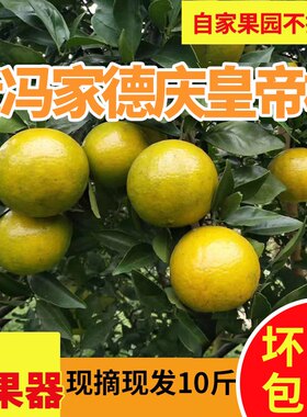 正宗德庆皇帝贡柑应季现摘现发10斤老树精选大果礼盒薄皮橘桔子