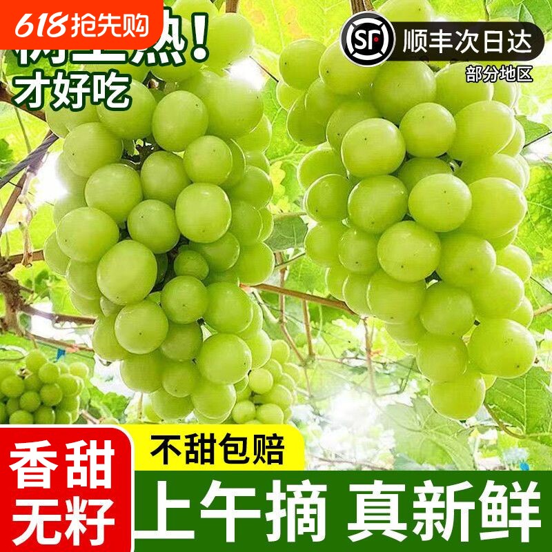 正宗云南阳光玫瑰青提晴