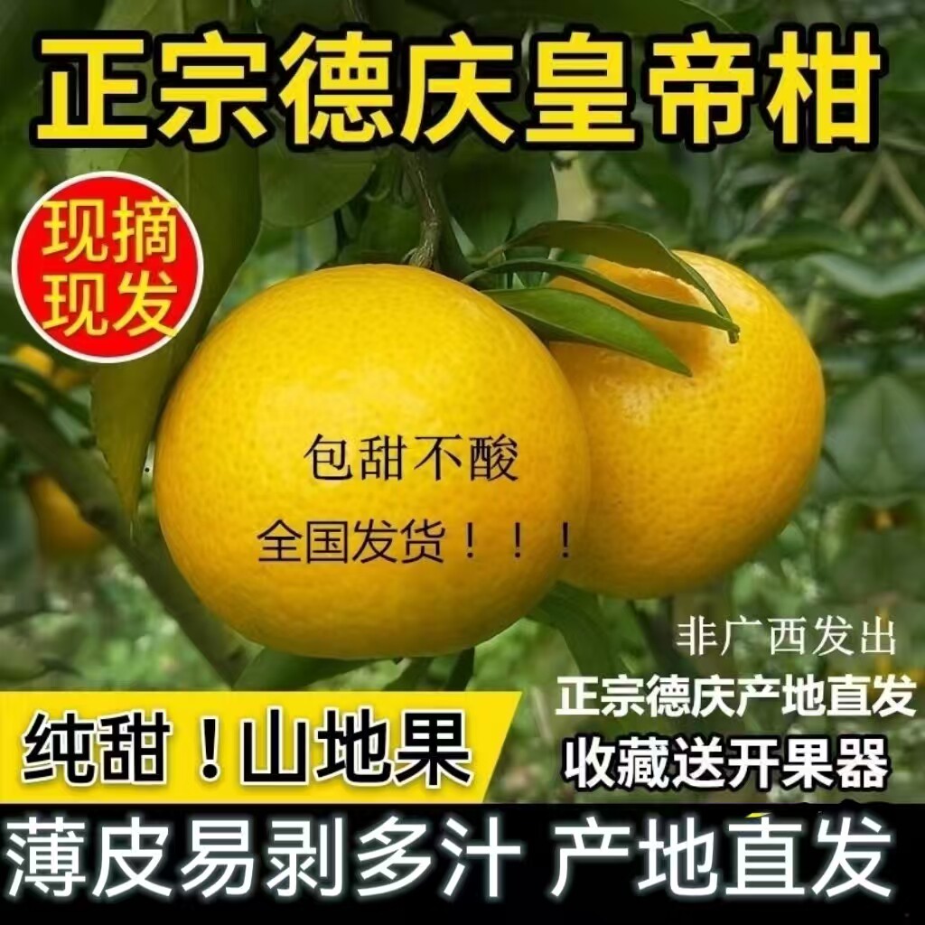 正宗德庆皇帝柑现摘贡柑精选老树黄帝柑桔子当季新鲜水果橘子顺丰