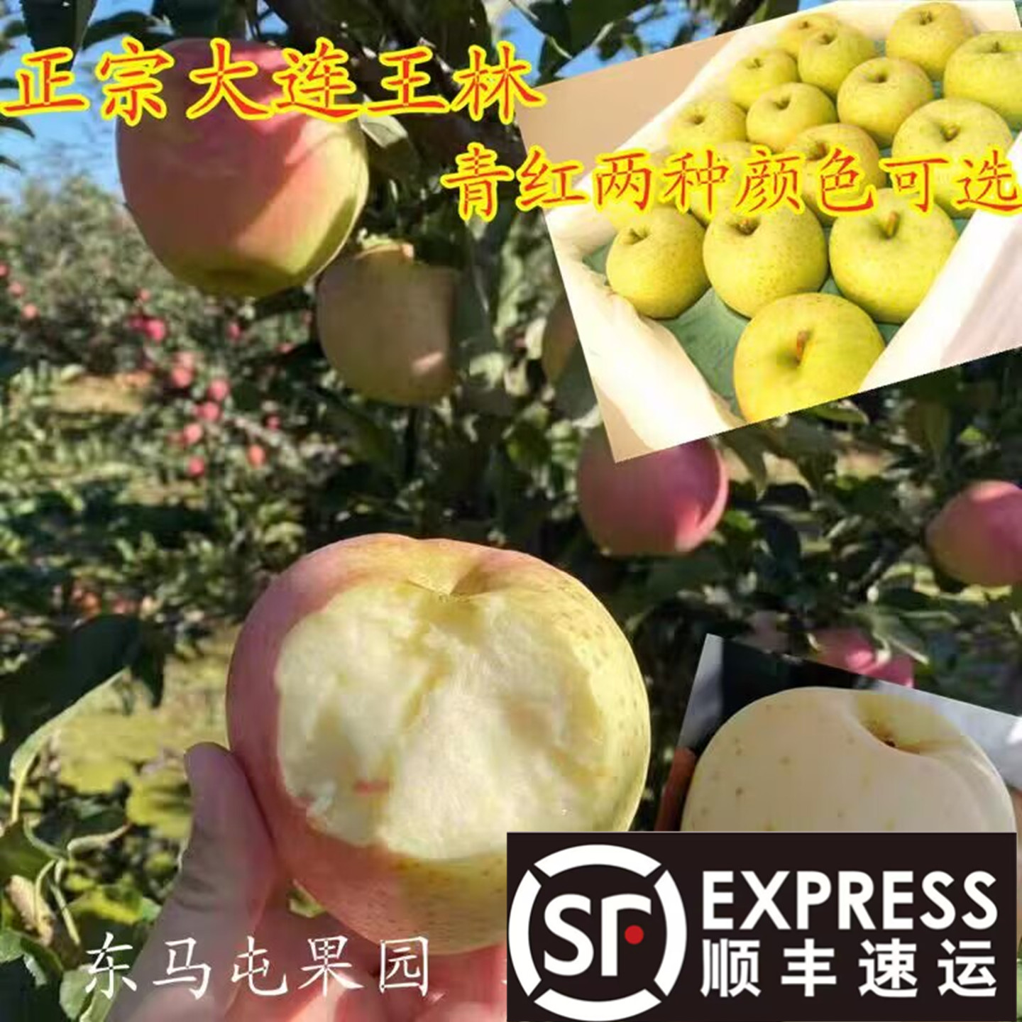 王林青苹果奶油和红脸王林辽宁省大连当季东马屯果园新鲜水果