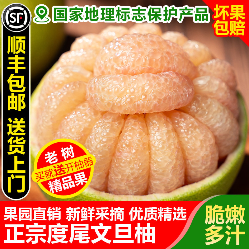 正宗度尾文旦柚子福建莆