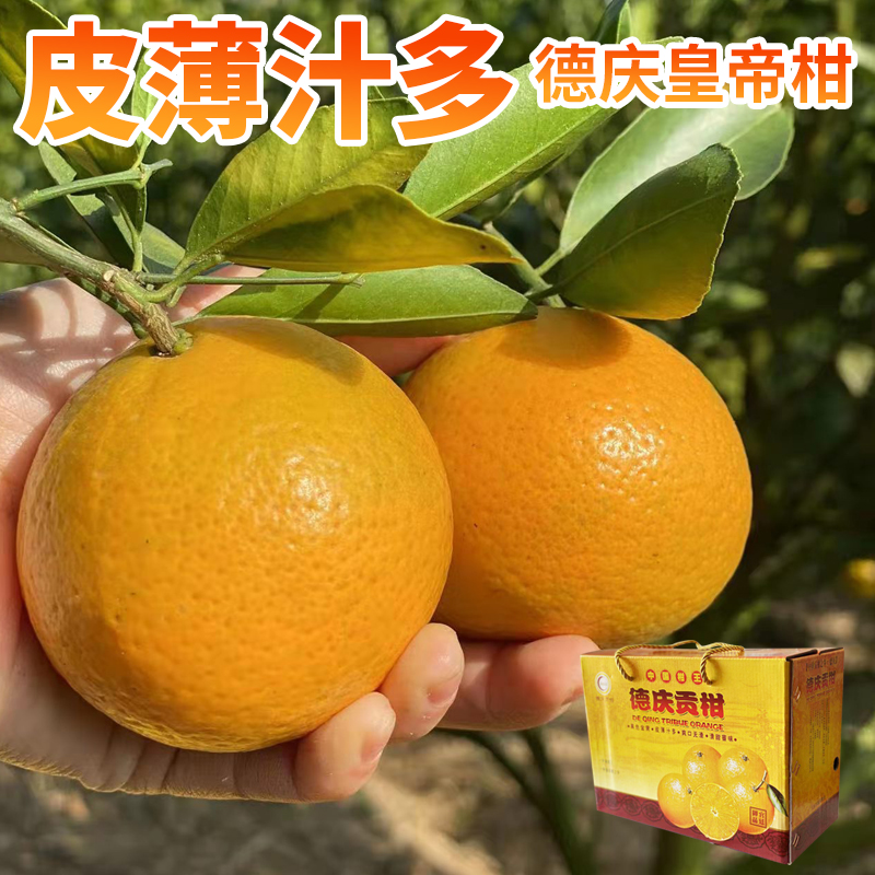 正宗德庆皇帝柑新鲜贡柑德庆贡柑当季水果广东桔甜橘子礼盒装顺丰