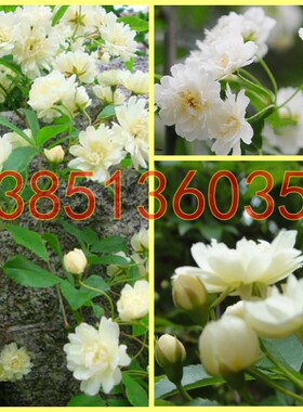 爬藤植物 白色木香花苗 白木香苗 攀援花卉 白木香花包邮
