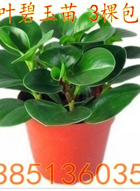 青叶碧玉盆栽豆瓣绿四季植物桌面