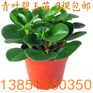 青叶碧玉盆栽 豆瓣绿四季常绿植物  桌面植物5棵包邮