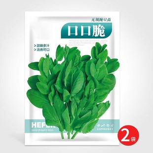 无须豌豆尖种籽吃苗水培蔬菜豌豆苗芽苗菜种孑荷兰豆子阳台秋冬季