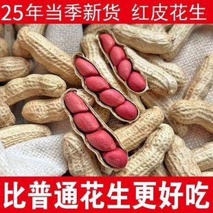 广东红皮花生带壳晒干生的农家种子新鲜四粒红衣花生米2025新货