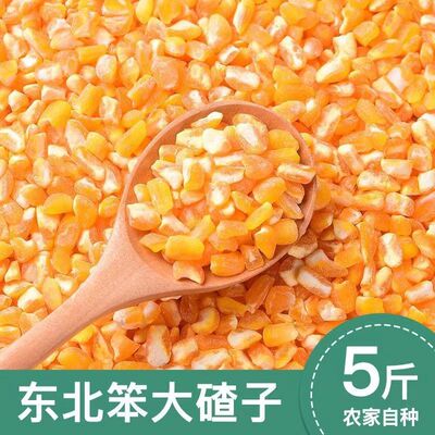 东北正宗黄玉米碴子苞米新货大粒