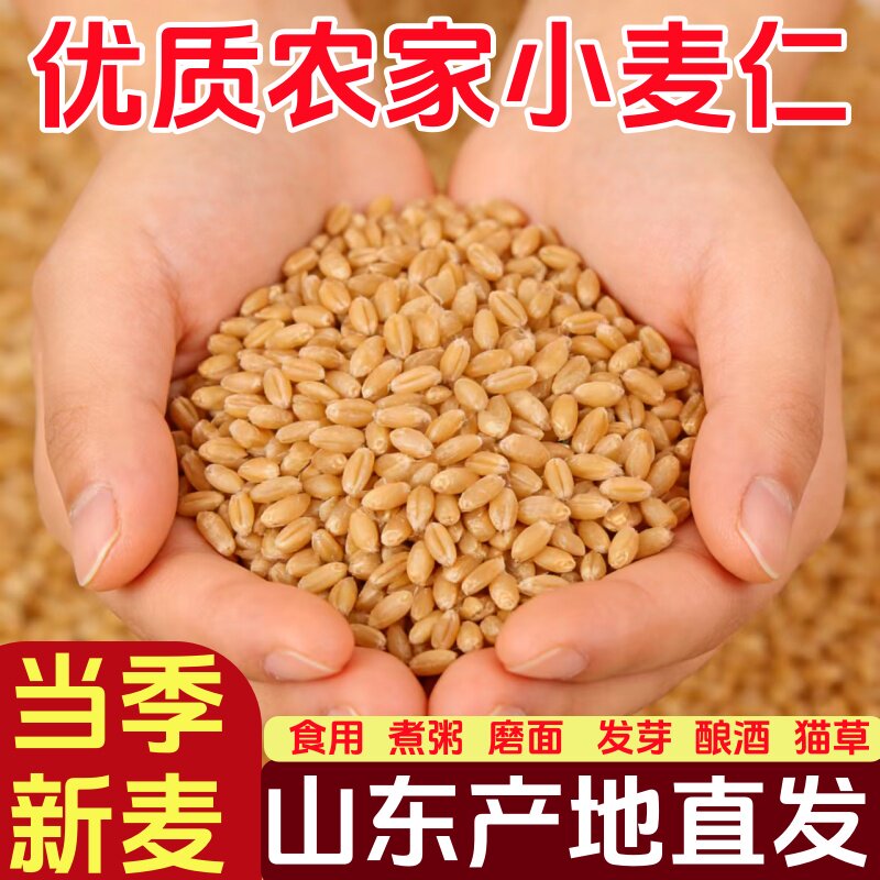 小麦仁新货新麦小麦粒五谷杂粮粗粮新鲜麦子无杂质磨面煮粥发芽米