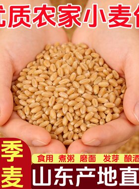 小麦仁新货小麦粒粗粮杂粮无杂质