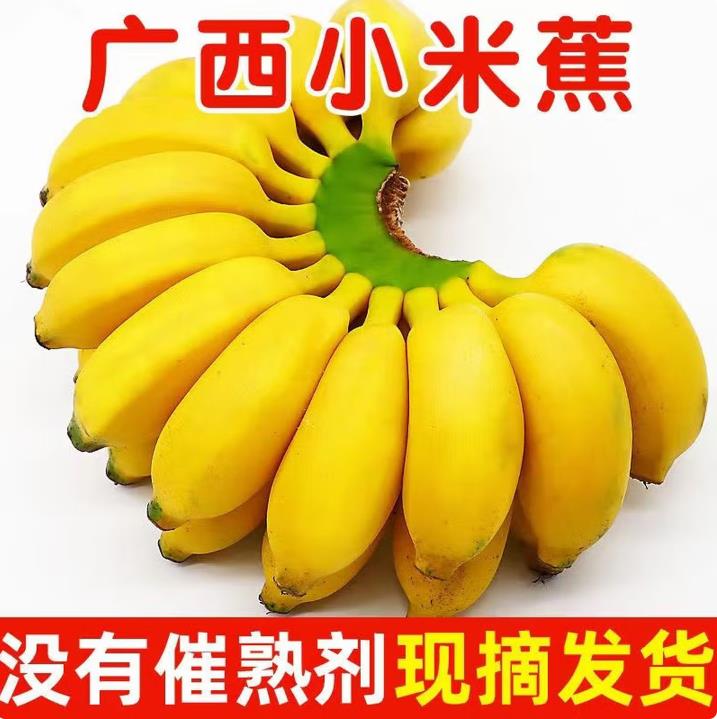 广西小米蕉现摘现发小米香蕉青蕉新鲜软糯香甜小香蕉自然熟生鲜