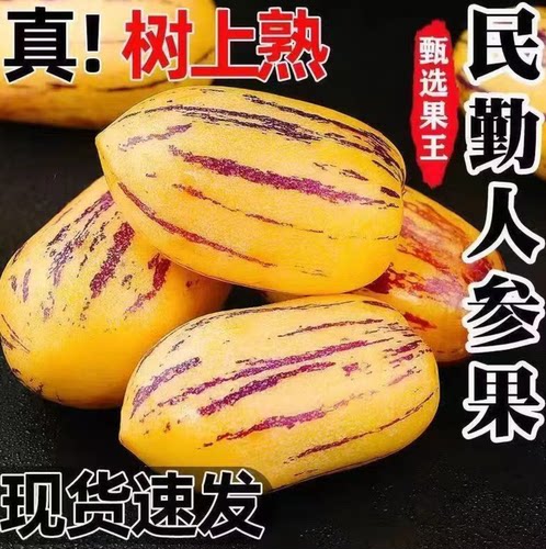 甘肃民勤当季低糖清甜人参果