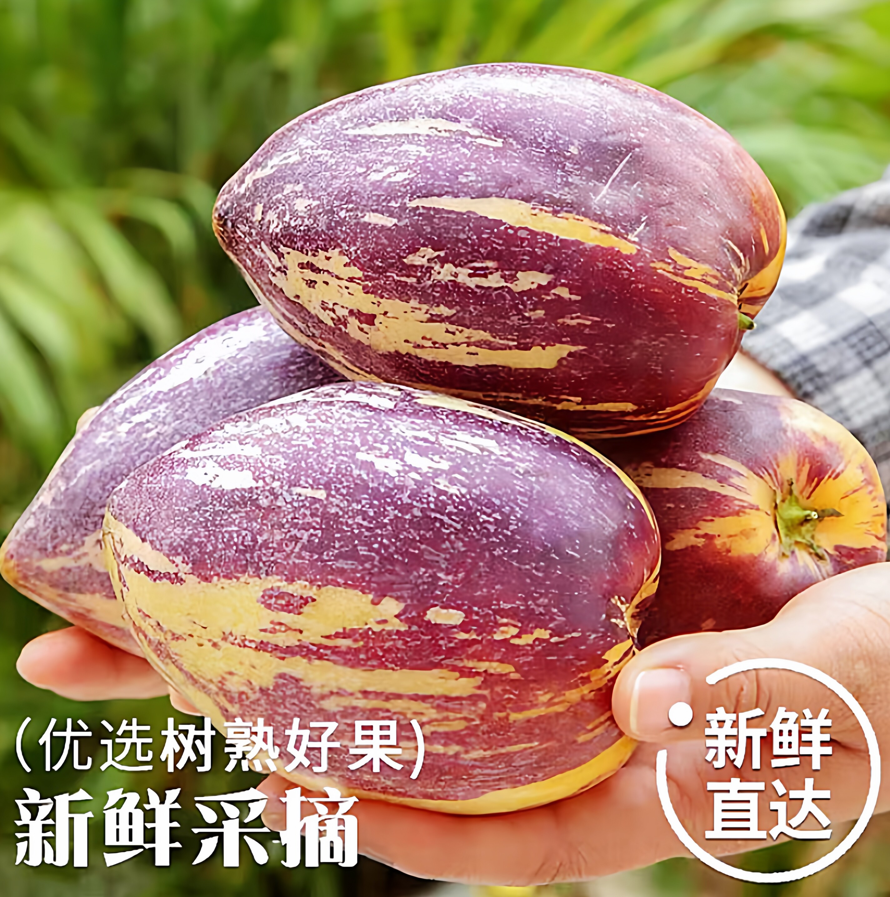 甘肃民勤沙漠人参果9斤水果新鲜当季整箱武威沙漠黄肉大果多汁甜