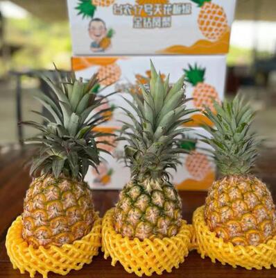 海南金钻凤梨香甜多汁当季新鲜现摘热带水果手撕凤梨不涩嘴特产