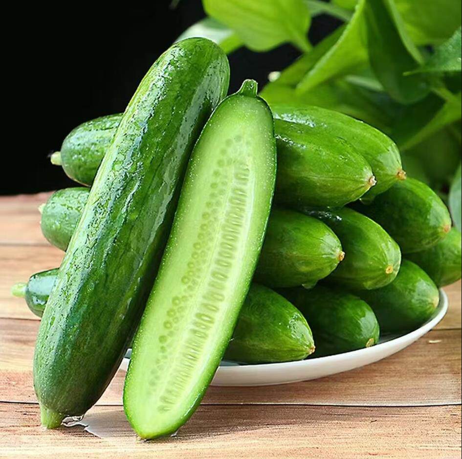山东水果小黄瓜生吃现摘现发新鲜小青瓜3斤包邮水果黄瓜爽口脆嫩