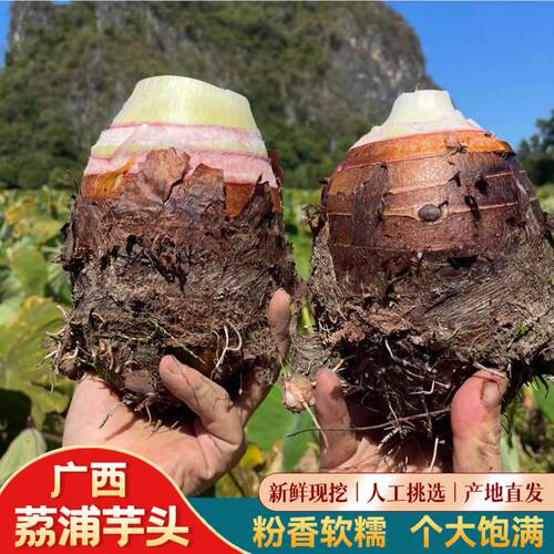 广西荔浦芋头新鲜现挖产地直发大粉香芋荔浦芋头软糯香甜粉糯芋头