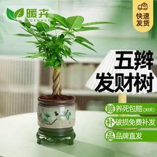 暖卉发财树盆栽植物室内办公室好养绿植水培客厅常青小招财树懒人