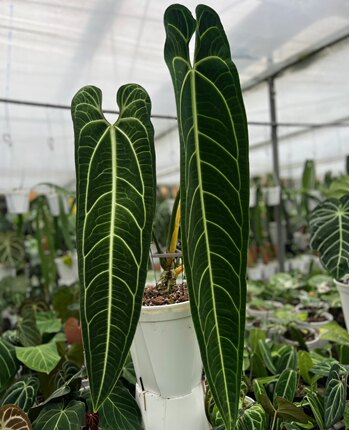 火鹤花烛新手花烛进口热带植物特色绿植观叶家居