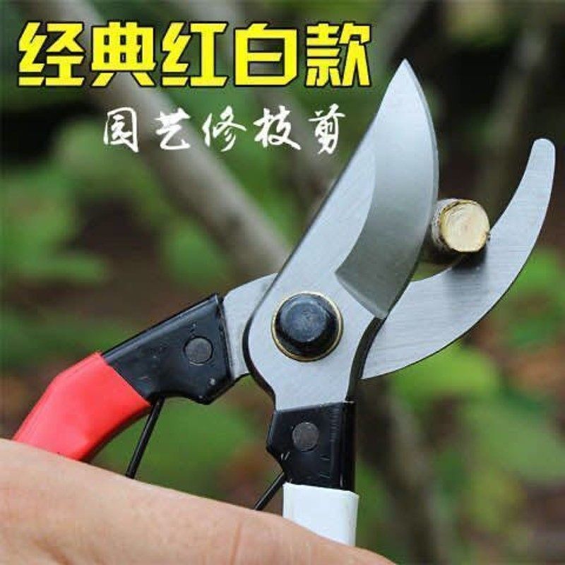 剪枝果树修枝剪刀园艺园林修花枝剪家用强力剪子神器花剪剪枝剪刀