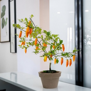 柿子树老鸭盆景老桩金弹子树苗盆栽阳台耐寒乔迁家里室内植物花卉