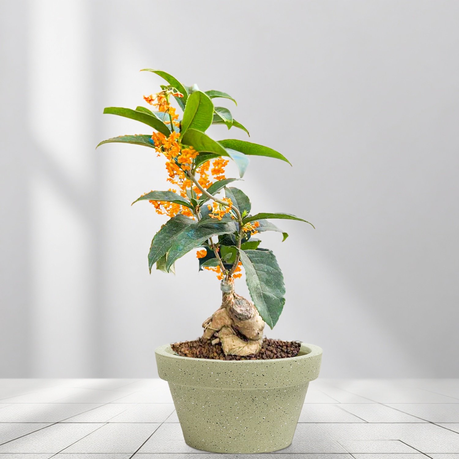 天香台阁四季耐寒桂花树苗四季小盆栽嫁接老桩流苏招财盆景日香