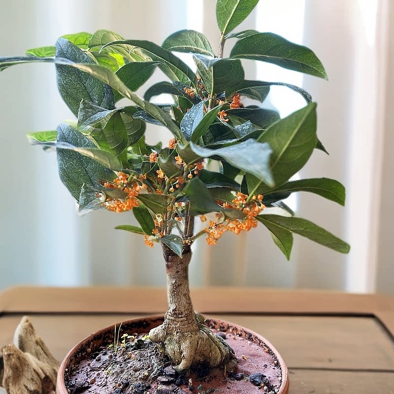 矮桩浓香四季桂花树盆栽