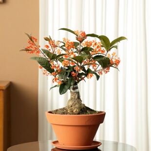 佛顶珠天香台阁金桂耐寒桂花树苗盆栽室内办公室招财盆景花草四季